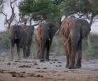 Αφρικανικών ελεφάντων